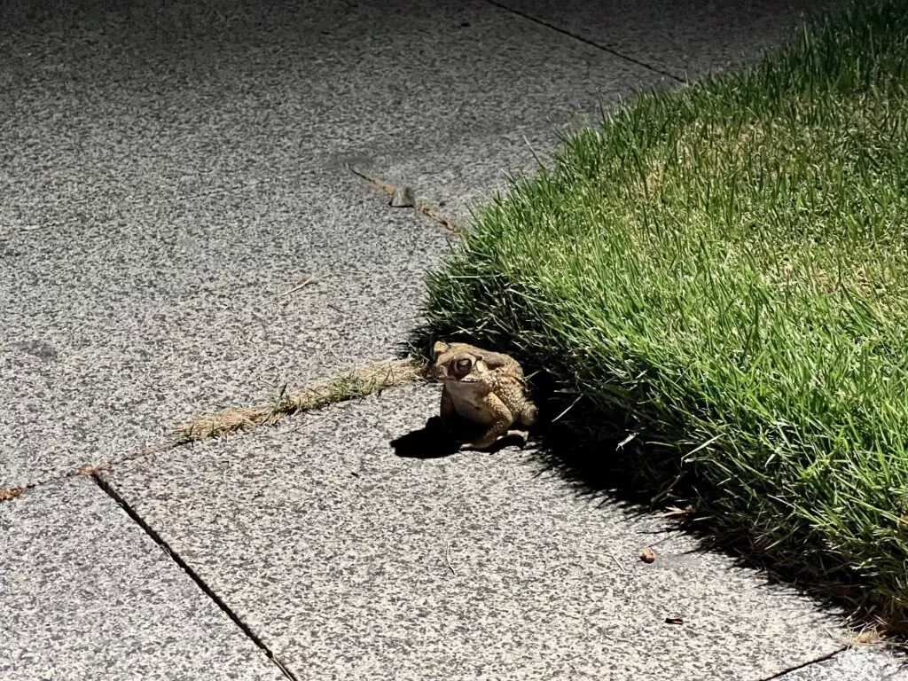 베트남 푸꾸옥 뉴월드 리조트에 다녀온 후기 19 뉴월드 리조트의 두꺼비