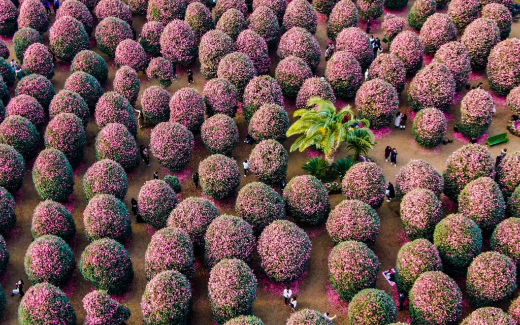 제주도 겨울 여행 코스 추천, 낭만과 여유를 담은 2박 3일 여행 3 제주 동백꽃