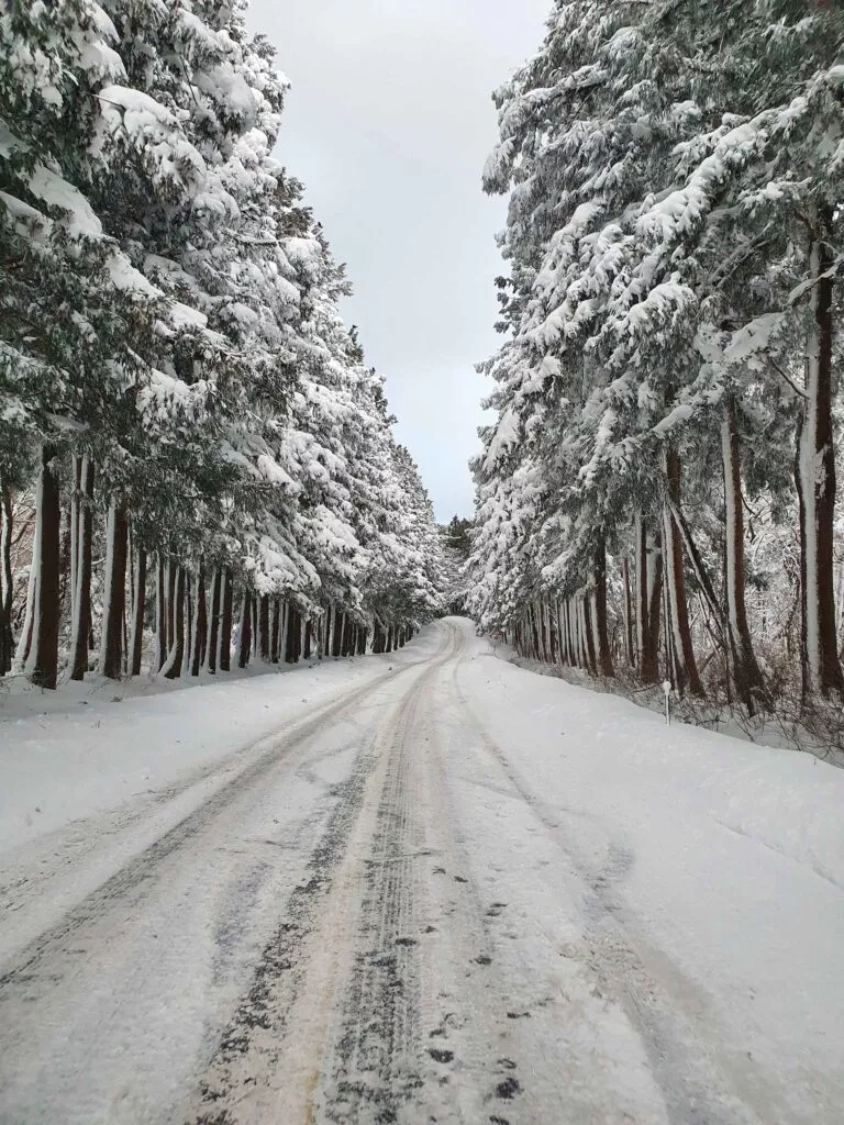 제주도 겨울 여행 코스 추천, 낭만과 여유를 담은 2박 3일 여행 4 겨울의 사려니숲길