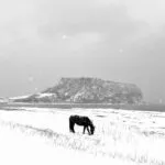 제주도 성산일출봉의 겨울