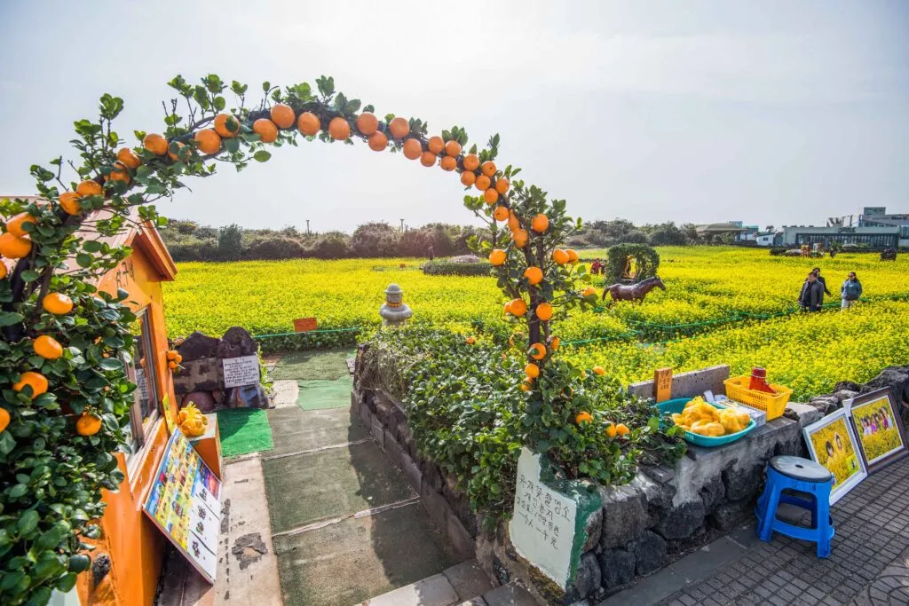 제주도 겨울 여행 코스 추천, 낭만과 여유를 담은 2박 3일 여행 7 제주 감귤밭