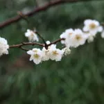 광양 매화마을 청매실농원 매화꽃