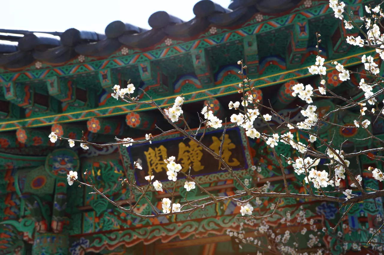 매화 꽃 명소 Best 5, 광양부터 창덕궁까지 4 순천 금둔사 매화