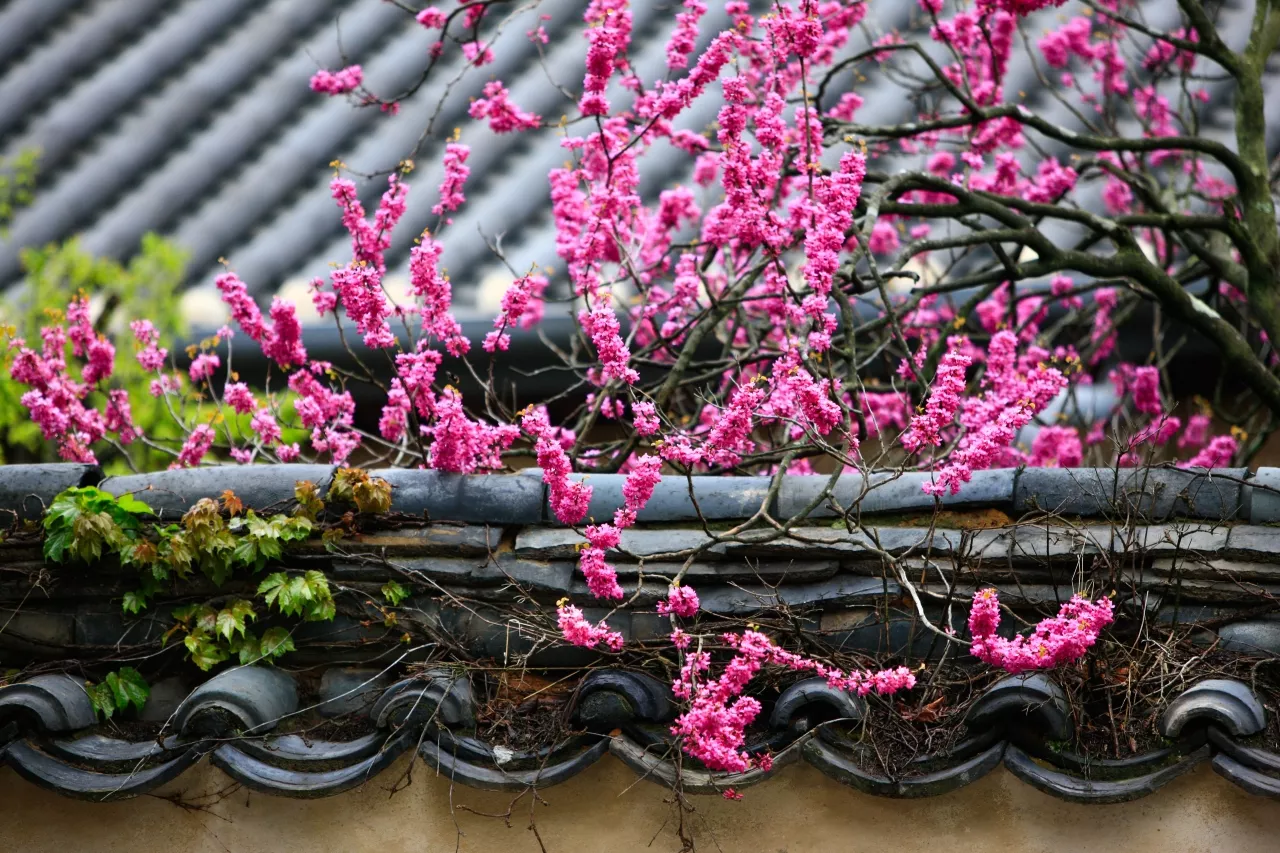 매화 꽃 명소 Best 5, 광양부터 창덕궁까지 3 양산 통도사 홍매화