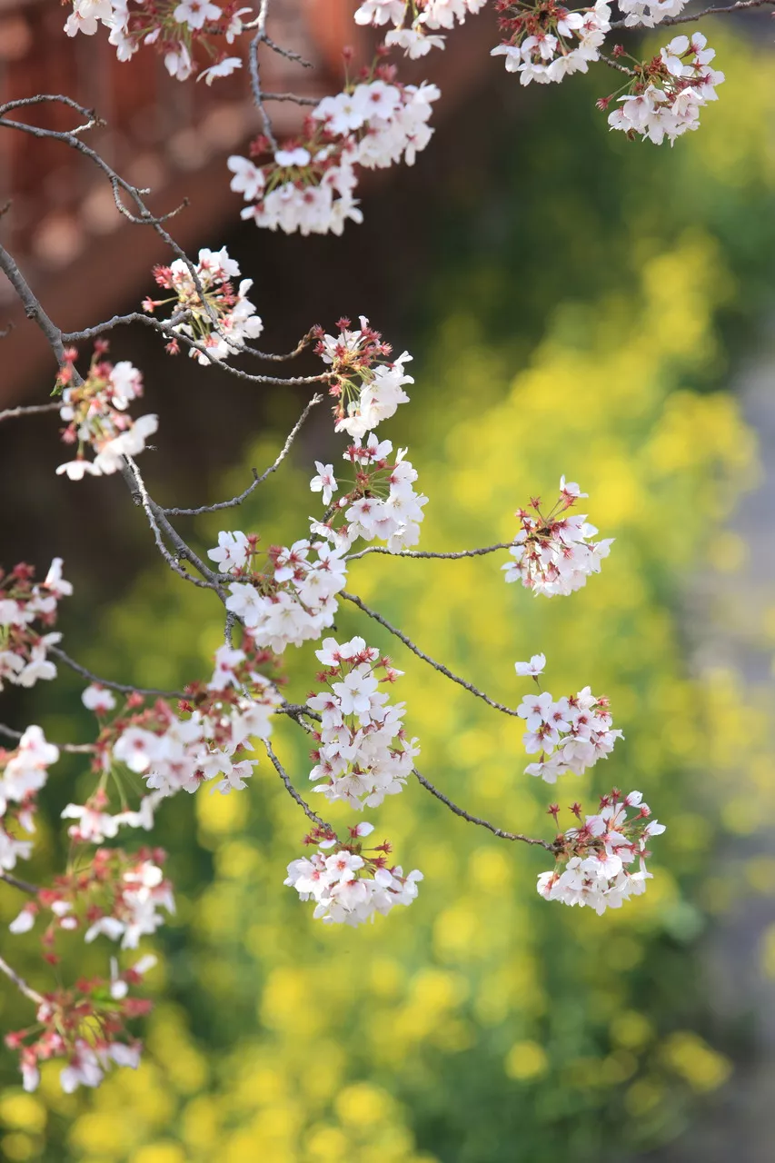 진해군항제 2026, 무료 공연 10개 챙기는 시간대별 동선 4 진해군항제 여좌천 벚꽃 산책로